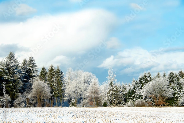 Fototapeta Beautiful trees with frost and snow on a sunny winter day in Scandinavia, North Jutland in Denmark