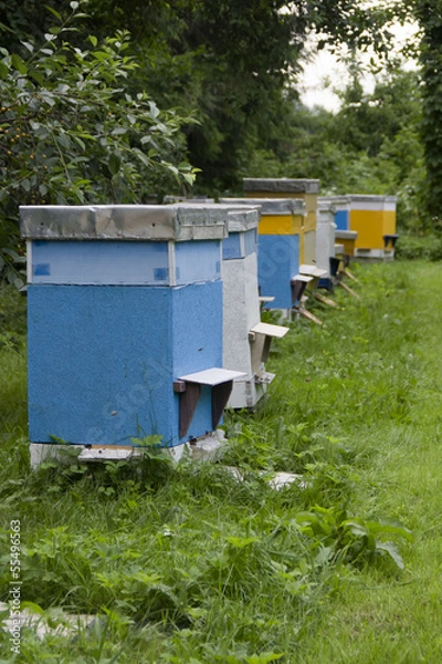 Obraz Beehives