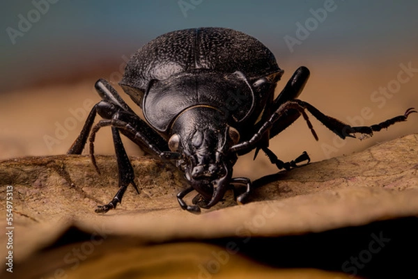 Obraz Black beetle Carabus coriaceus front view 