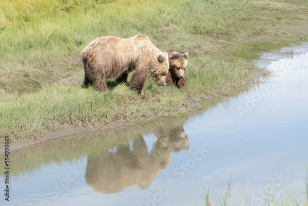 Fototapeta grizzly bear mama and cub drinking from river in Alaska with reflection in water.