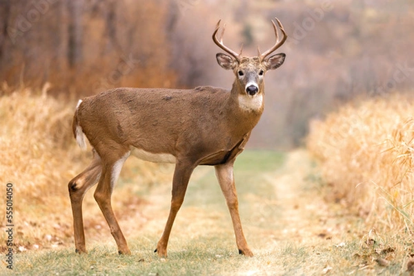Fototapeta The Sacred Stoicism of the Stag Large Whitetail Deer crosses a path, it takes a moment to look you in the eye and show you impressive, symmetrical antlers