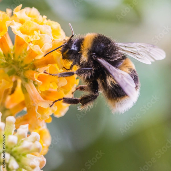Obraz Zajęty Bumbler