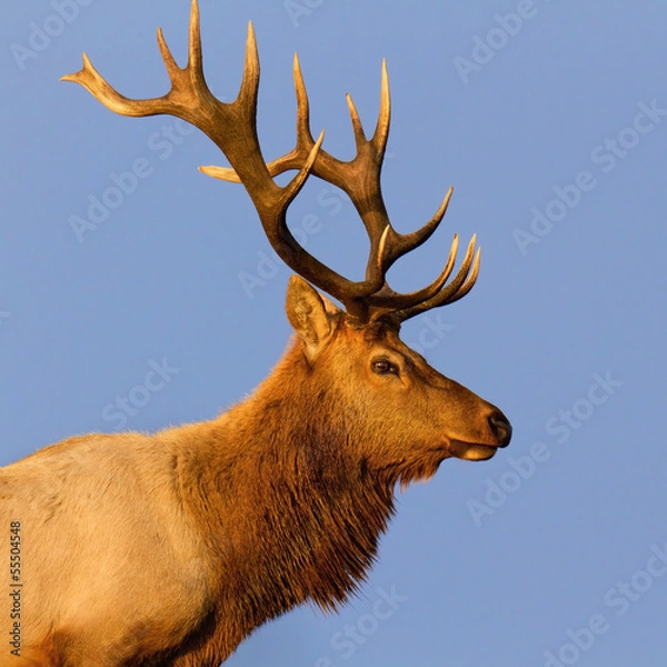 Obraz Male Tule Elk Close-up
