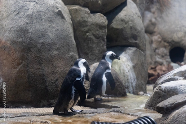 Obraz penguins on the rock