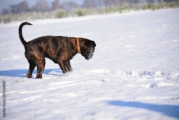 Obraz Deutscher Boxer im Schnee