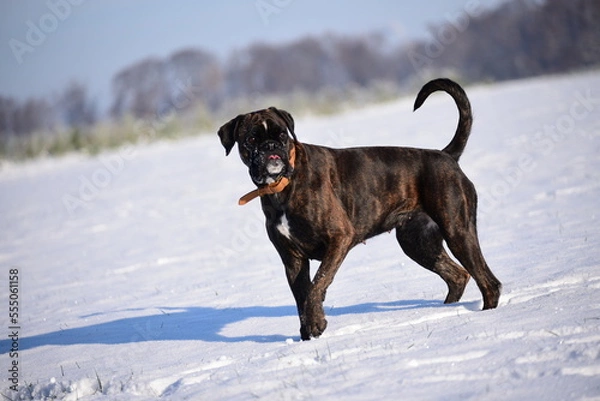 Obraz Deutscher Boxer im Schnee