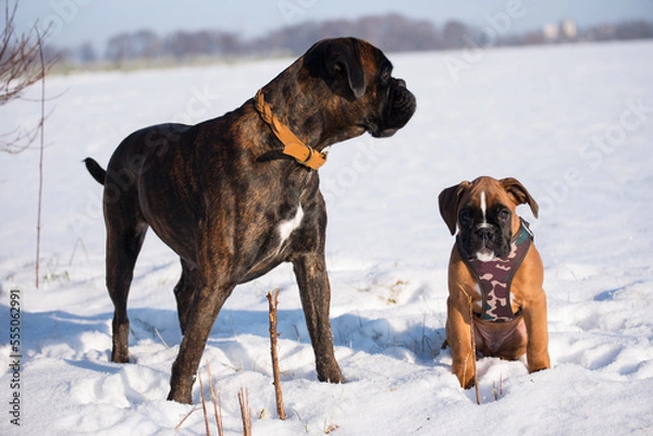 Obraz Deutscher Boxer im Schnee