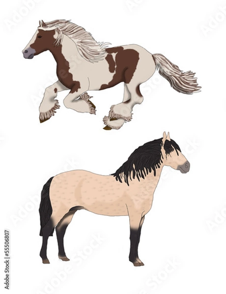 Obraz Two beautiful wild horses.