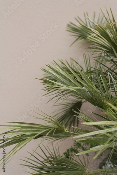 Fototapeta Palm tree leaf on beige background. Beautiful summer exotic tropical nature background. Summer travel, vacation concept.