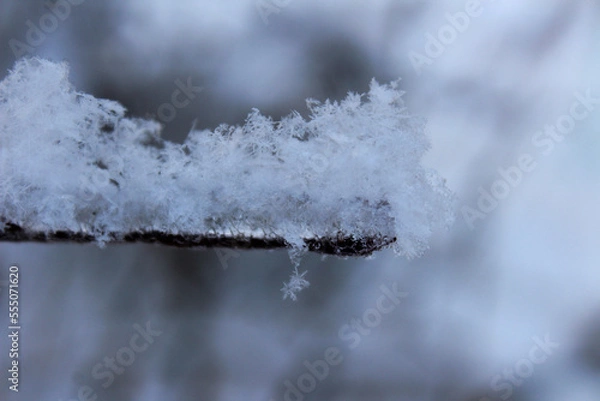 Fototapeta snowflakes on a branch of a winter forest tree