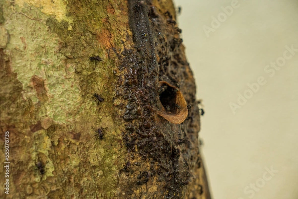 Obraz Stingless bees coming in and out beehive