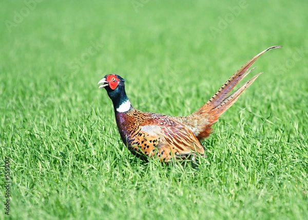 Obraz Common Pheasant ( Phasianus colchicus ). Russia, Voronezh area.