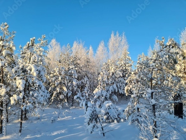 Obraz trees in the snow