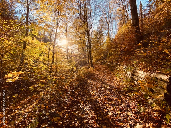 Fototapeta autumn in the forest
