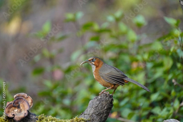 Fototapeta Rusty-cheeked Scimitar-babbler posing on a branch