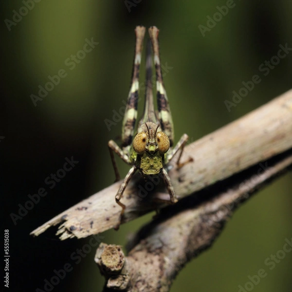 Fototapeta Grasshopper living on the tree