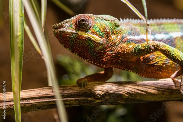 Obraz Ein Pantherchamäleon lauert auf einem Ast