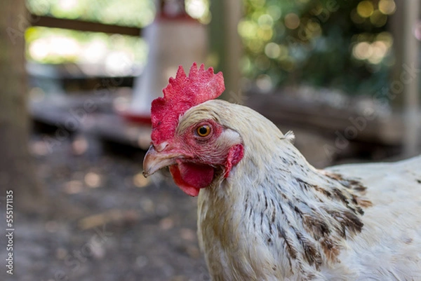 Obraz chicken in a yard