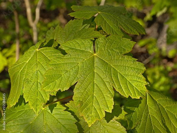 Fototapeta Close up of a fresh geen  sycamore maple leaf in spring, selectie focus - Acer pseudoplatanus