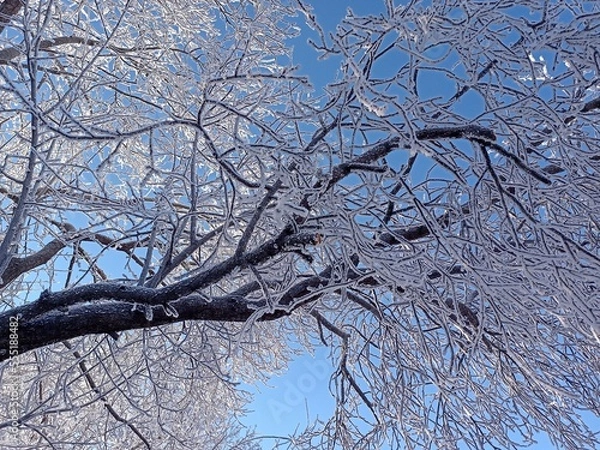 Obraz Jack Frost's Tree