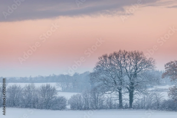 Fototapeta Pink and blue sunset over snowy field with line of bald trees in winter, Schleswig-Holstein, Northern Germany