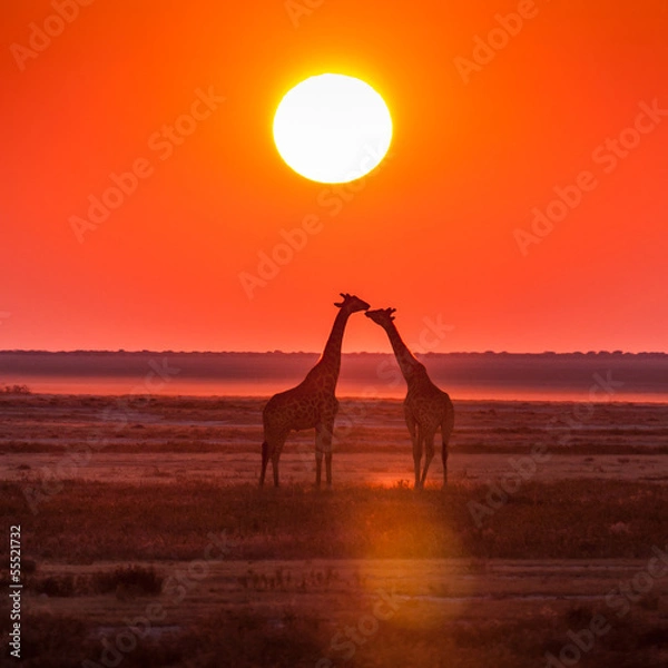 Obraz giraffe kiss sunset