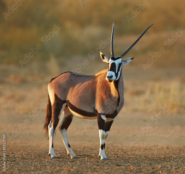 Obraz Gemsbok na pustyni