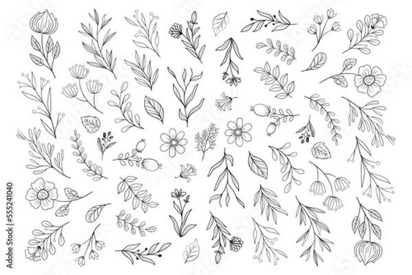 Obraz Wild Flower Illustrations - Flower Vector Graphics - Floral Illustration - Cutting Files - Vector Set - Leaf - Leaves - Collection - Nature - Transparent - Isolated - Illustrator - EPS SVG PNG JPG
