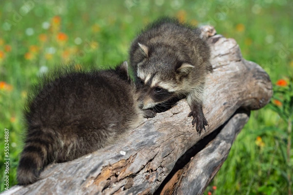 Fototapeta Raccoons (Procyon lotor) Touch Noses on Top of Log Summer