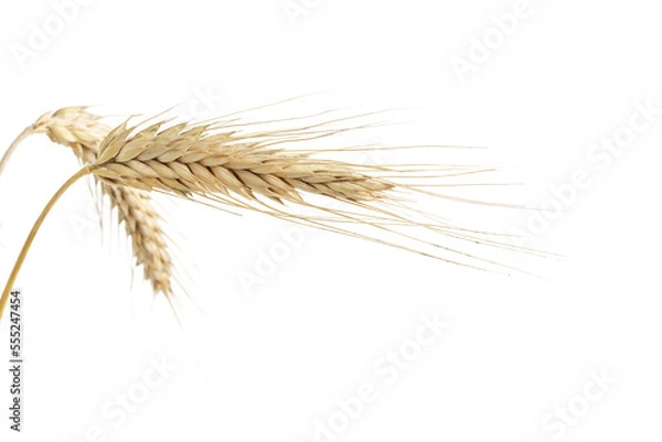 Obraz An ear of ripe wheat close-up on an isolated white background