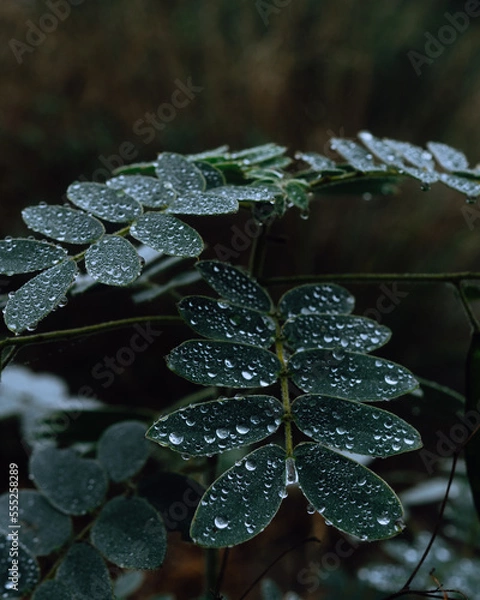 Obraz Green plant with dew drops