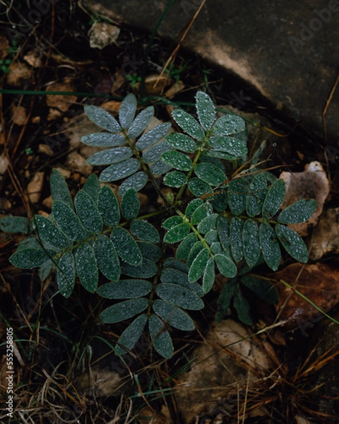 Obraz Green plant with dew drops