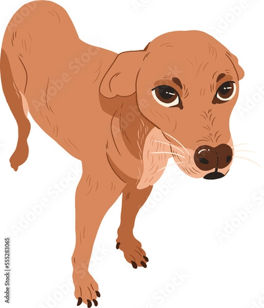 Obraz caramel mutt dog transparent background