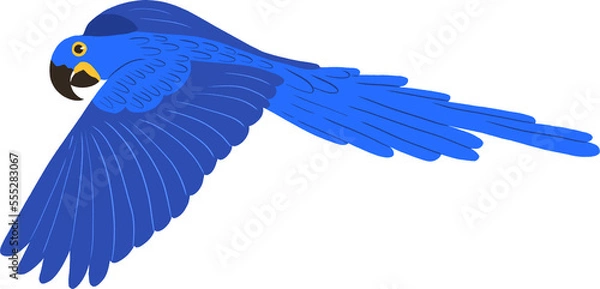 Obraz blue macaw flying "arara" transparent background