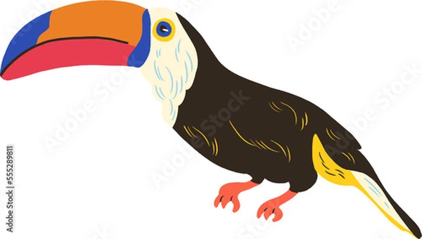 Fototapeta black toucan "tucano" transparent background