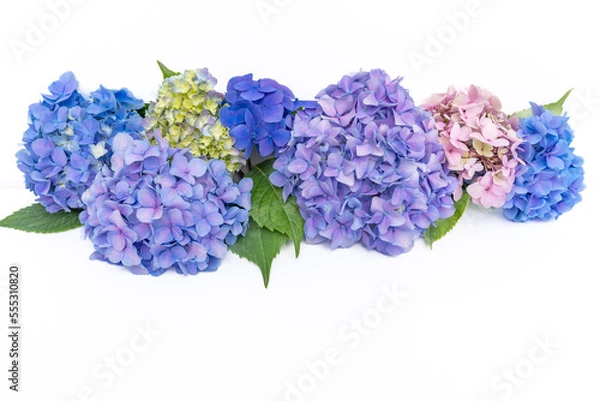Fototapeta Composition from fresh multicolored hydrangea buds on white background with copy space. Floral arrangement of colorful hydrangea flowers