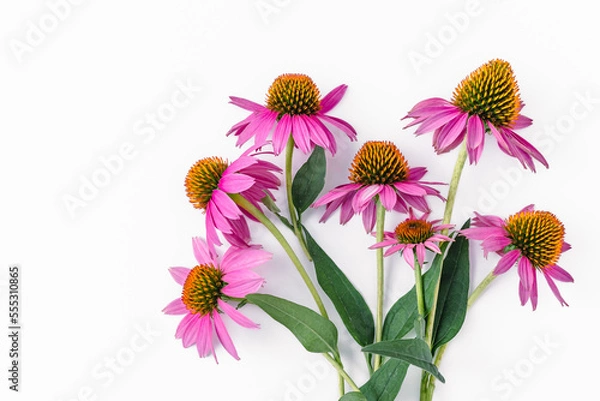 Obraz Bouquet of fresh echinacea flowers on with leaves on long stems on a white background