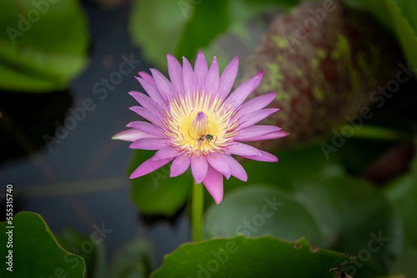 Obraz pink lotus flower blur background