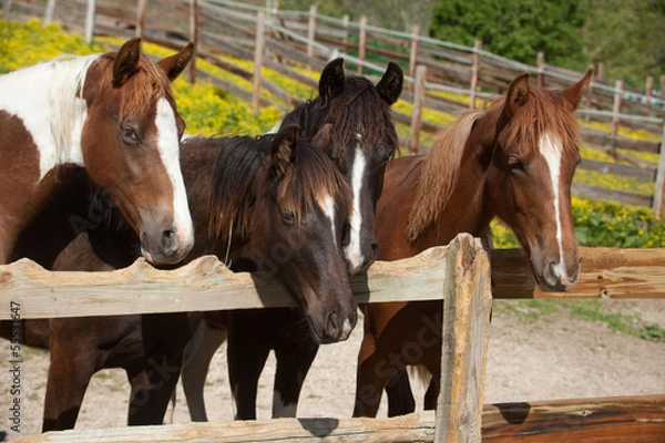 Obraz Horses