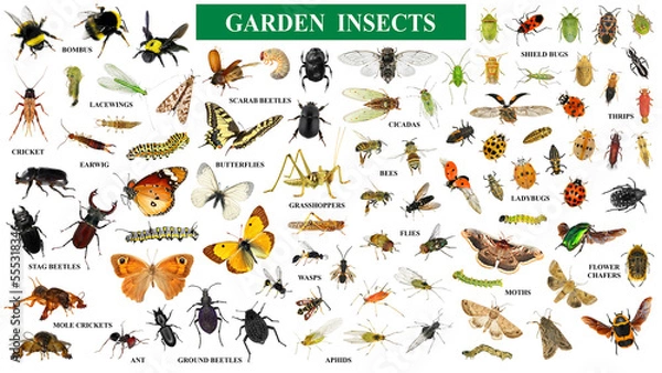 Obraz Zestaw owadów ogrodowych izolowanych na białym tle
