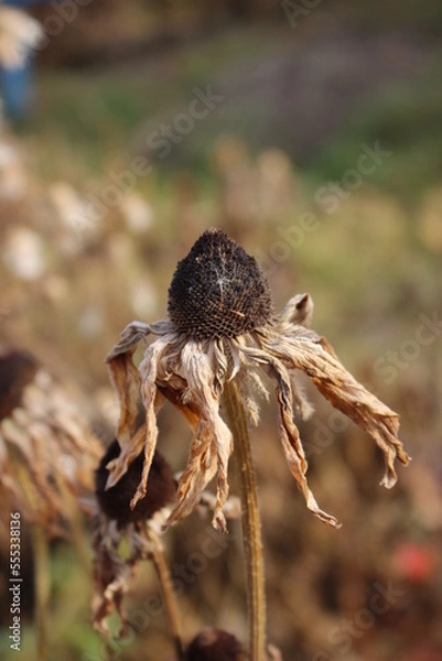 Fototapeta Autumn came, flowers and plants turned yellow, reddened and withered, turned yellow and turned brown.