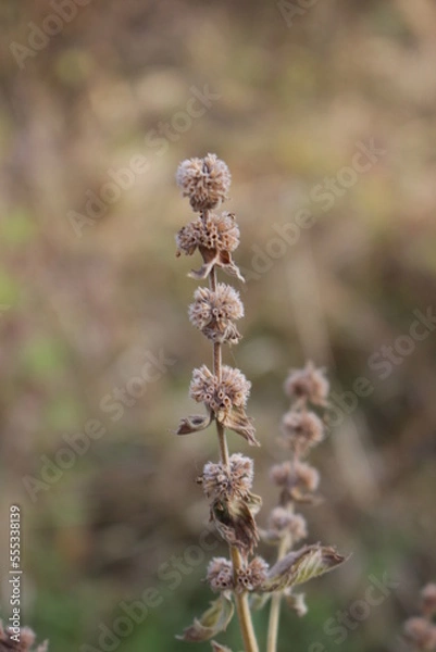 Fototapeta Autumn came, flowers and plants turned yellow, reddened and withered, turned yellow and turned brown.
