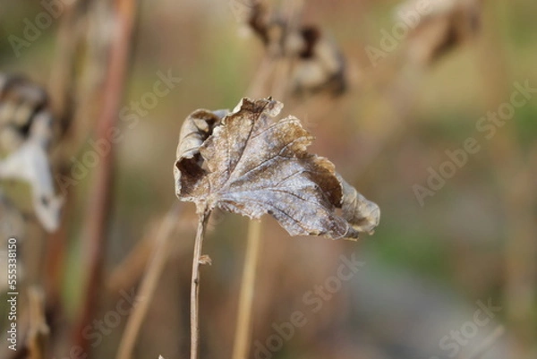 Fototapeta Autumn came, flowers and plants turned yellow, reddened and withered, turned yellow and turned brown.