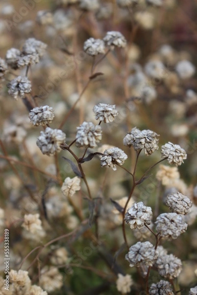 Fototapeta Autumn came, flowers and plants turned yellow, reddened and withered, turned yellow and turned brown.