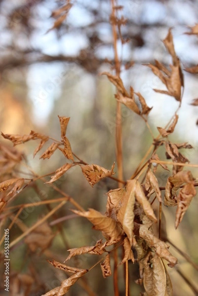 Fototapeta Autumn came, flowers and plants turned yellow, reddened and withered, turned yellow and turned brown.