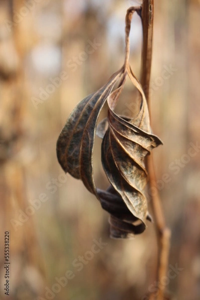 Fototapeta Autumn came, flowers and plants turned yellow, reddened and withered, turned yellow and turned brown.