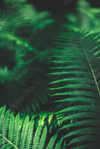 Obraz Green and Black fern