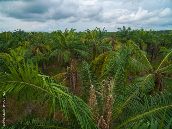 Fototapeta Aerial view of an African Palm tree with bud rot disease