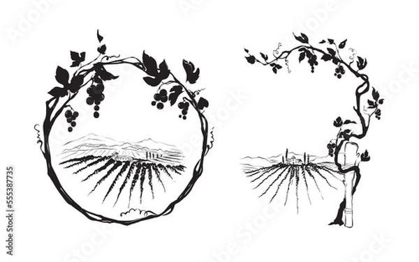Fototapeta Grapevine - vector illustration. Design elements with a twisting vine with leaves and berries. Freehand drawing, frame with vine.