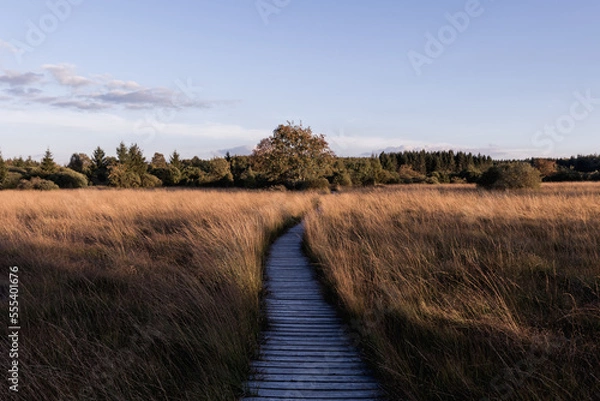 Obraz Brackvenn Path